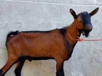 Ziegenbock, Alpine goat — Foto 3