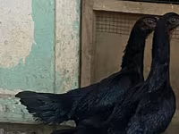 Ayam Cemani — Foto 4