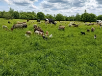 Bovinos (lote, sexo no especificado), Ganado vacuno — foto 3