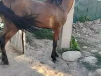 Caballo, Caballos — foto 2