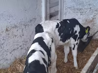 Buqa, Russian Black pied cattle — 4-rasm