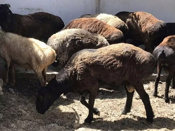 Carnero, Kazakh fat-tailed coarsewool sheep
