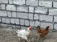 Chickens — Foto 3