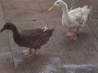 Ducks — photo 1