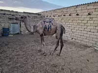 ناقة, الجمال — الصورة 1