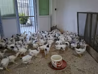Chickens — الصورة 5