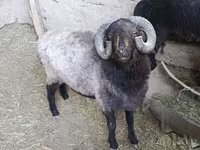 كبش, Blackheaded Persian sheep — الصورة 1
