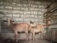 Ziege, Alpine goat — Foto 8