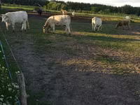 Kuh, Charolais cattle — Foto 8