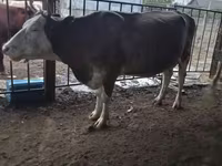 Kuh, Latvian Blue cattle — Foto 5