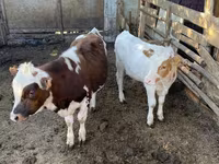 公牛, Simmental cattle — 照片 2