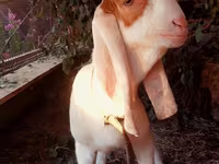 Keçi, Kamori goats — foto 2