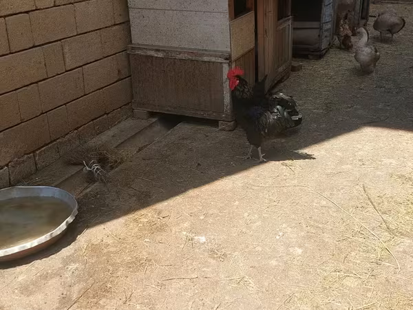 أوسترالورب