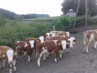 Бик, Simmental cattle — фото 2