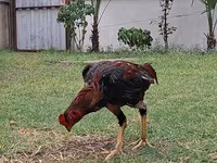 Chickens — Foto 2