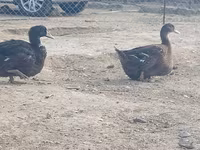 Ducks — Foto 6