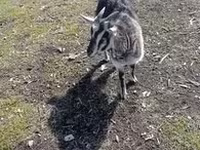 Goat, Alpine goat — photo 6