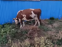 Kuh, Latvian Blue cattle — Foto 2