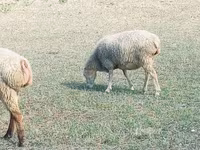 نعجة, الأغنام — الصورة 3