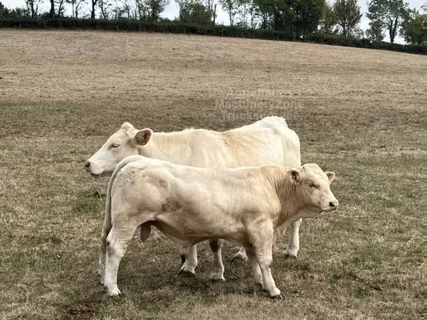 Bulle, Charolais cattle