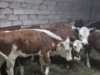 Sigir, Qozog'iston oq boshli sigir — 6-rasm