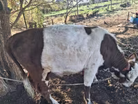 Vaca, Vaca kazaja de cabeza blanca — foto 5