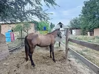 घोड़ी, French Trotter — फ़ोटो 3