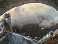 公猪, Pigs — 照片 4