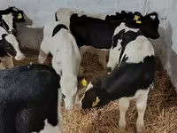 Toro, Raza Holstein — foto 6
