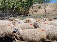 نعجة, الأغنام — الصورة 2