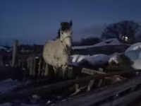 Mare, Horses — photo 2