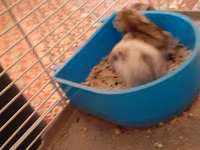 Hamster qəfəsi və aksesuar dəsti - Kiçik gəmiricilər üçün iki — 照片 1
