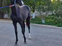 Hengst, Akhal-Teke — Foto 3