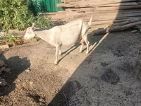 Ziegenbock, Ziegen — Foto 4