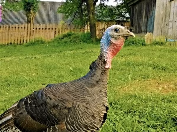 Turkeys