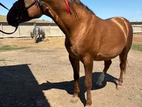Caballo, Russian Don — foto 2