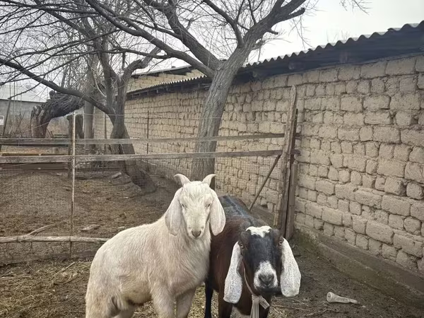 Dişi keçi, Nubian Goat