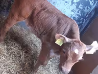 Toro, Simmental cattle — foto 1
