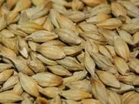 Vind granule la iepuri — الصورة 3