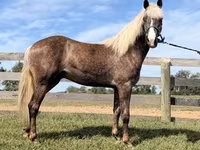 Hengst, Rocky Mountain Horse — Foto 3