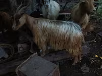 Billy Goat, Goats — photo 6