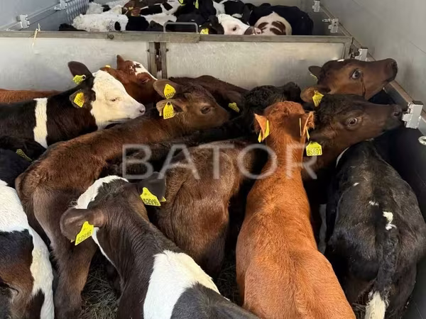 Bulle, Simmental cattle