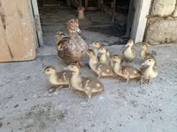 Ducks — फ़ोटो 2