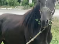 Hengst, Priob horse — Foto 1