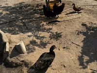 Ducks — 4-сурет