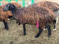 كبش, Edilbay sheep — الصورة 2