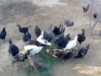 Chickens — photo 4