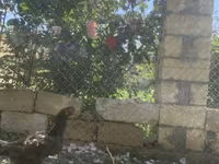 Chickens — फ़ोटो 2