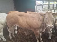 गाय, Blonde d’Aquitane cattle — फ़ोटो 4