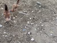 Chickens — फ़ोटो 4